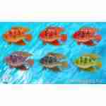 2 Goldfish Set