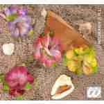 3 Big Hisbiscus Flower Hair Clip