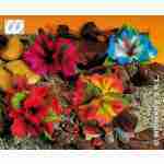3 Hisbiscus Flower Hair Clips - Maroon