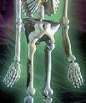 5' GID Moulded Skeleton