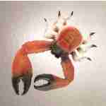 Alaska Crab