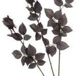 Black Roses