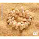Bracelets - Shell