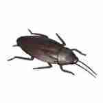 Cockroach - Jumbo 5