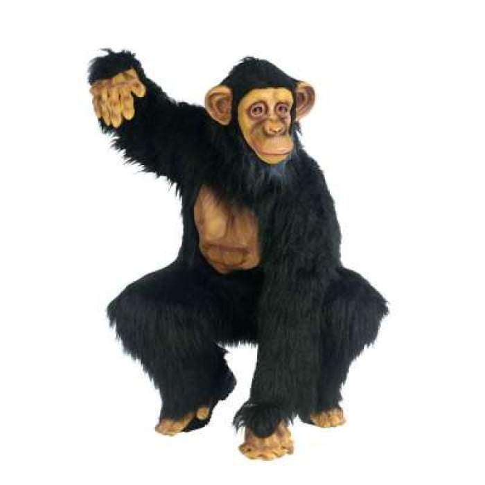 Complete Chimpanzee FW130304 img