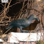 Crow