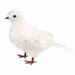 Dove