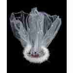 Flashing Pink Bride To Be Tiara And Veil