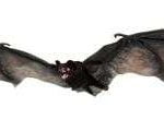 Flying Bat