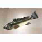 Grouper