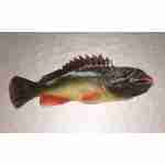 Grouper- 22cm