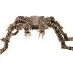 Hairy Spider