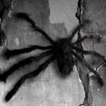 Hairy Spider