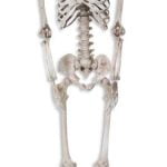 Hanging Skeleton