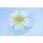 Hawaaiin Flower Hair Clip White