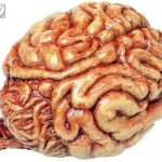 Human Size Brain