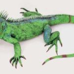 Lizard