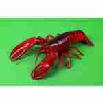 Lobster