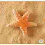 Medium Starfish
