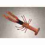 Prawn
