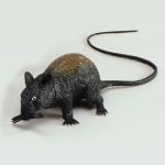 Rat Squeaking