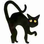 Scaredy Cat