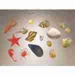 Sea Shells