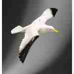 Seagull