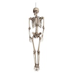 Skeleton- Life Size
