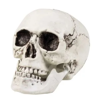 Skull 74362