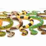 Snake - Carribean 30