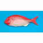 Snapper