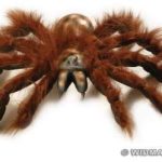 Spider - Giant Bendable Hairy Tarantula