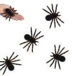 Spiders