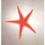 Starfish