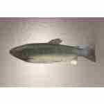 Trout - 28cm