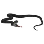 Rubber snake black